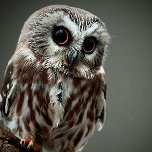 Meet your Posher, Brandyn